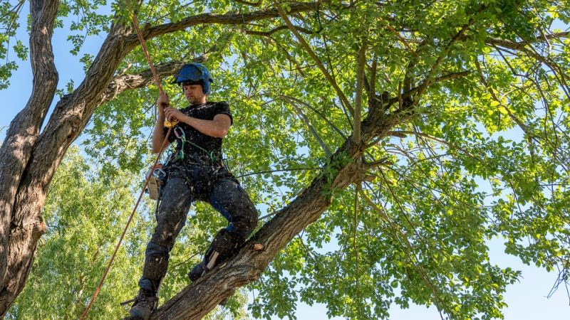 Comment choisir la tronçonneuse idéale pour l’élagage et la coupe du bois ?