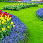 La culture des plantes d’ornement : art, techniques et inspirations pour égayer vos espaces