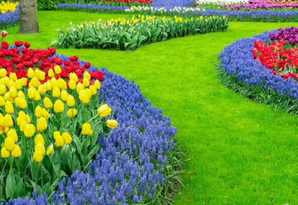 La culture des plantes d’ornement : art, techniques et inspirations pour égayer vos espaces