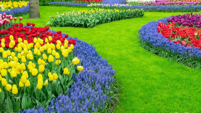 La culture des plantes d’ornement : art, techniques et inspirations pour égayer vos espaces